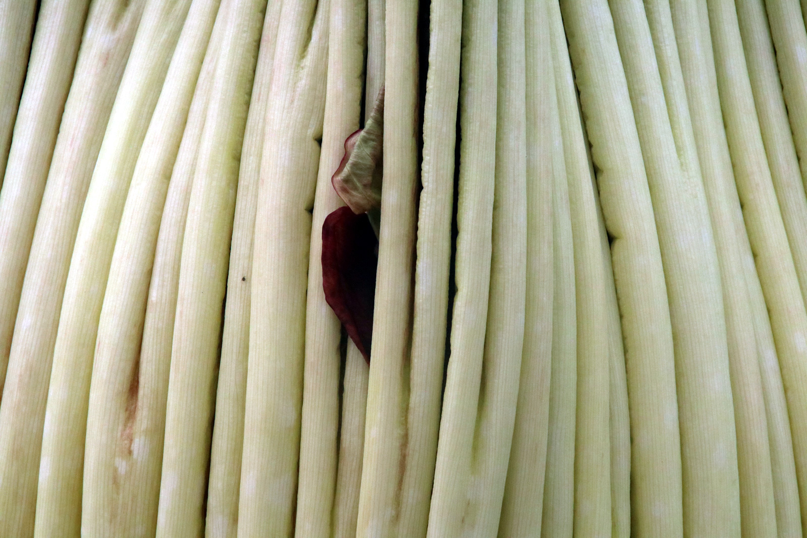 2018 02 06 CorpseFlower 2165